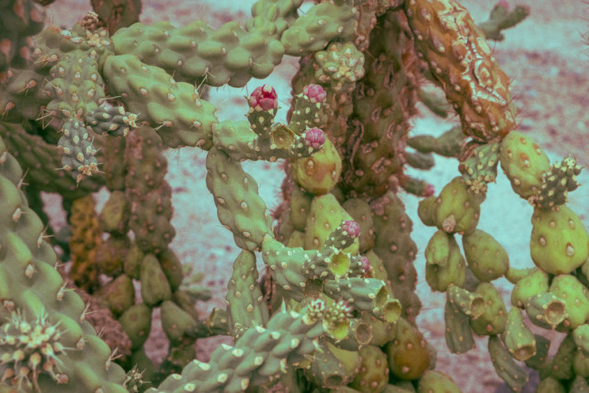 close up of cactus with pink flowers