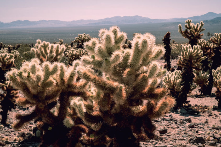 cactus garden with mountains in the back