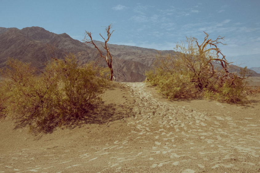 trip to sand dunes with foot prints and tree branches in the death valley