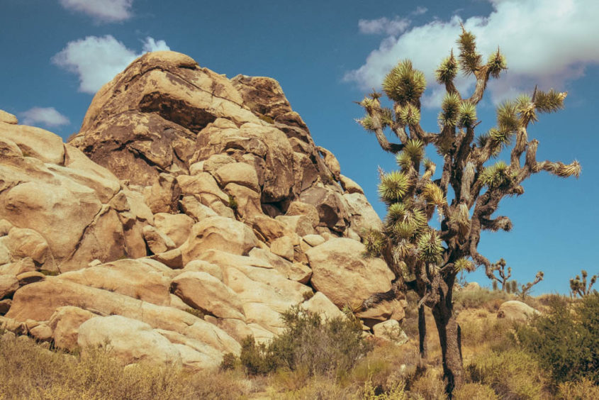 joshua tree and white cliff mountain