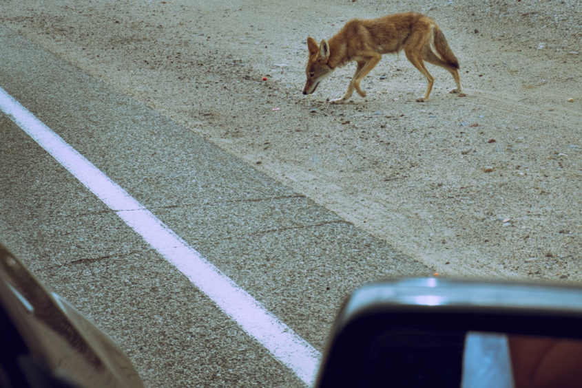 small coyote on the side of the road seen from car window during road trip