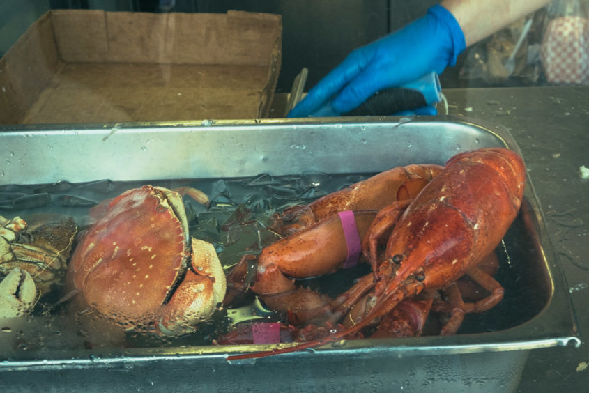 hand with glove at fish market with king crab and lobster