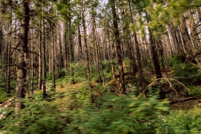 blurry view of trees inside a forest with a moving feel