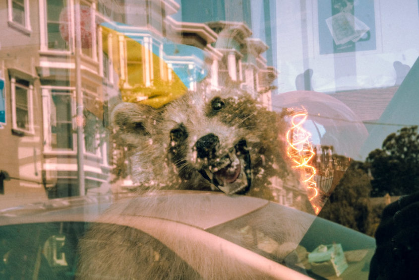 a window reflection of a house a racoon with a birthday hat and a car 