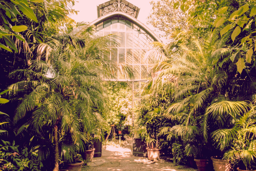 green house with giant green plants