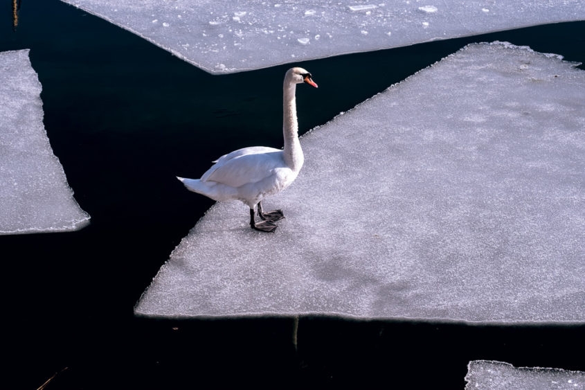 white swan standing on a bank of ice